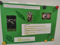 Projekt edukacyjny klasy II - „ZWIERZĘTA ŚWIATA”