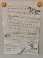 Projekt edukacyjny klasy II - „ZWIERZĘTA ŚWIATA”