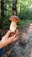 Wycieczka klasy 4 i 5 do Diabelskiej Skały